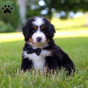 Rambo, Mini Bernedoodle Puppy